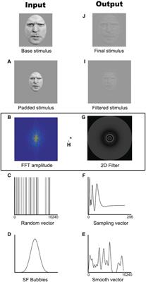 Strategy Shift Toward Lower Spatial Frequencies in the Recognition of Dynamic Facial Expressions of Basic Emotions: When It Moves It Is Different